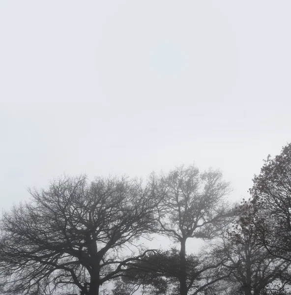 Bäume im Nebel — Stockfoto