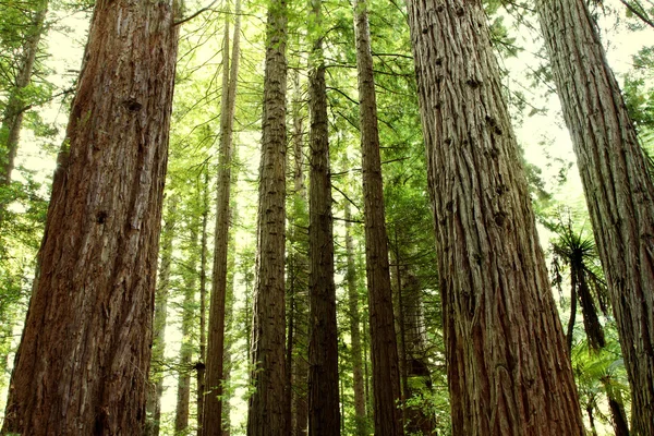 Redwood träd — Stockfoto