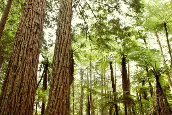 Redwood trees — Stock Photo, Image