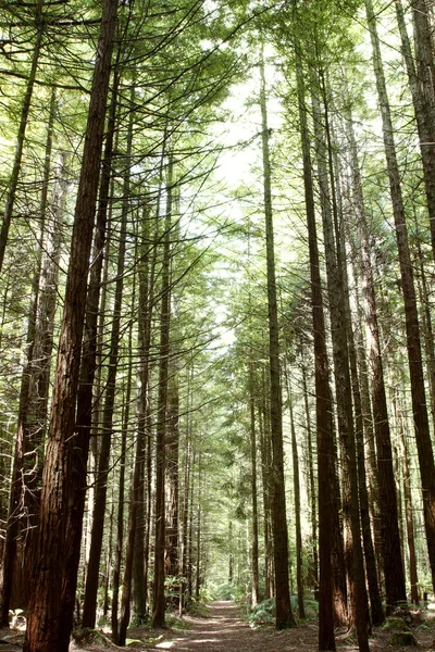 Redwood trees — Stock Photo, Image