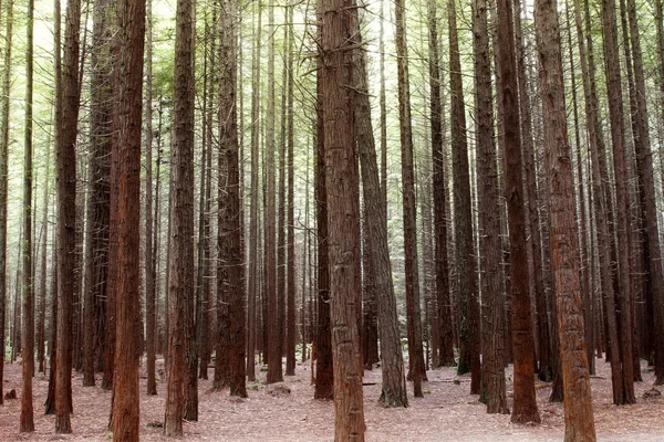 Redwood trees — Stock Photo, Image