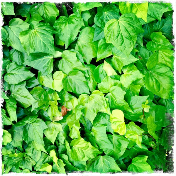 緑豊かな緑のツタの葉のクローズ アップ — ストック写真