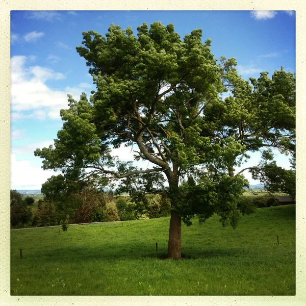 Stora träd i fält — Stockfoto