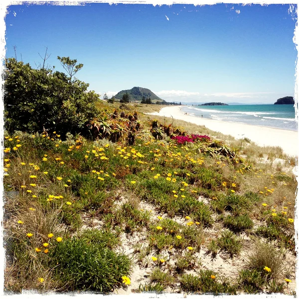 Flowers cover sand dune at beach — Stock Photo, Image