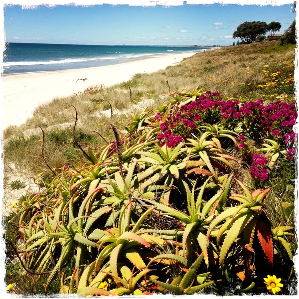 Цветы покрывают песчаные дюны на пляже — стоковое фото