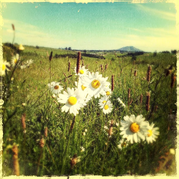 Daisies — Stock Photo, Image