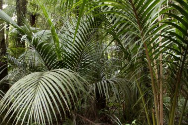 Lush green ferns in tropical forest