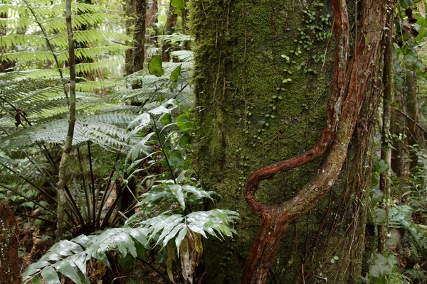 Selva — Fotografia de Stock