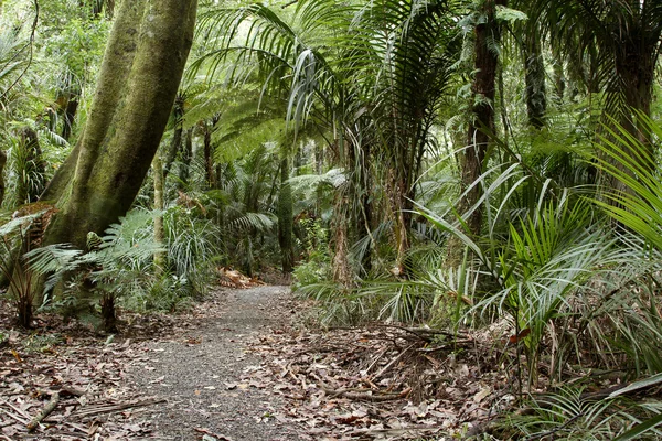 Floresta tropical — Fotografia de Stock