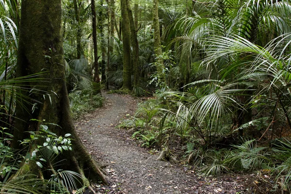 Bosque tropical — Foto de Stock