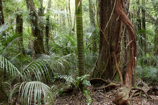 Jungle — Stock Photo, Image