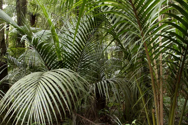 Lush green ferns in tropical forest — Stok fotoğraf