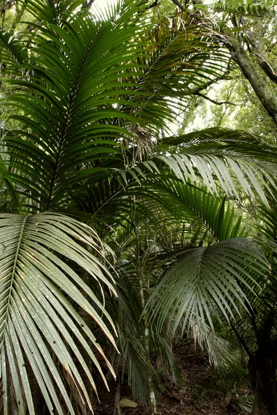 Lush green ferns in tropical forest