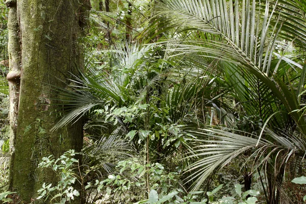 Tropiska skogar — Stockfoto