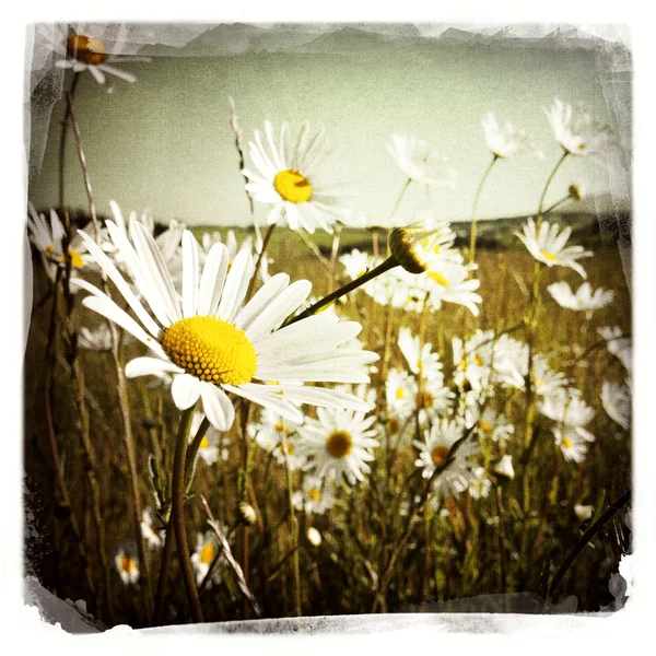 Campo de flores — Fotografia de Stock