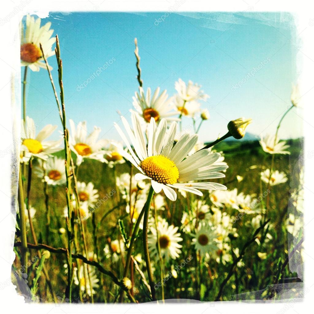 Field of flowers