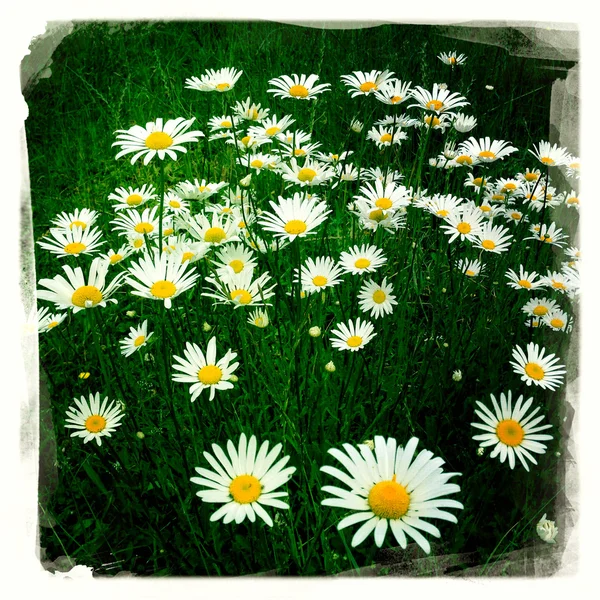 Marguerites — Photo