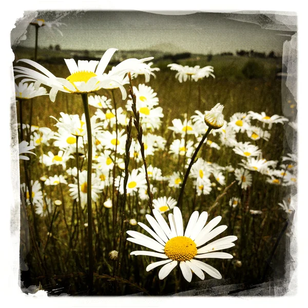 Gänseblümchen — Stockfoto