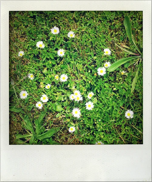 Marguerites poussant dans l'herbe — Photo