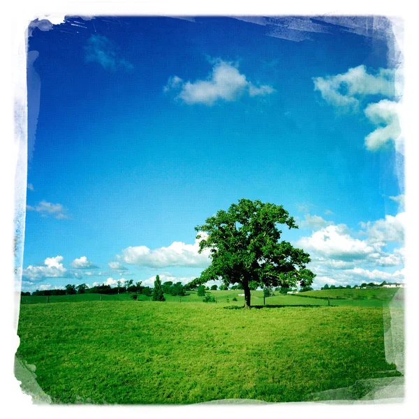 Arbre solitaire dans le champ — Photo