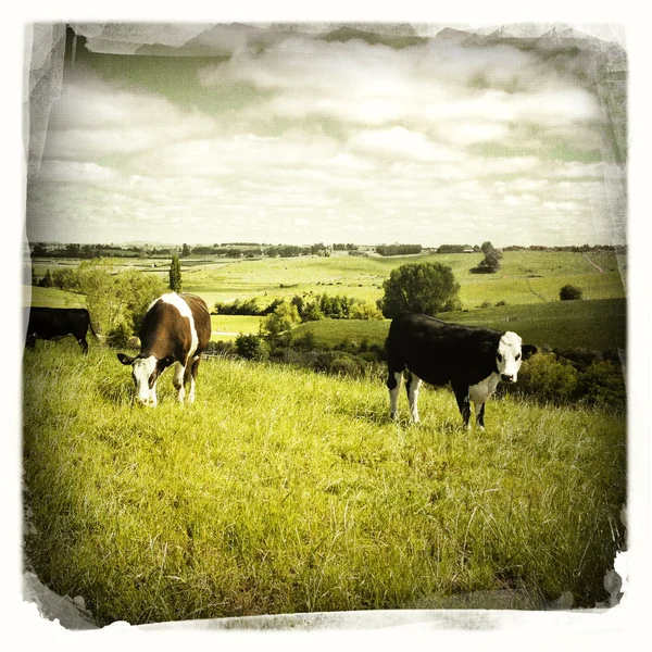 Livestock grazing — Stock Photo, Image