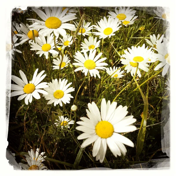 Marguerites — Photo