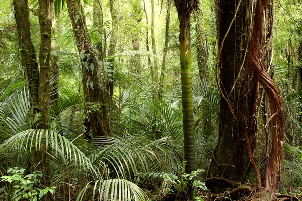 Bosque tropical — Foto de Stock