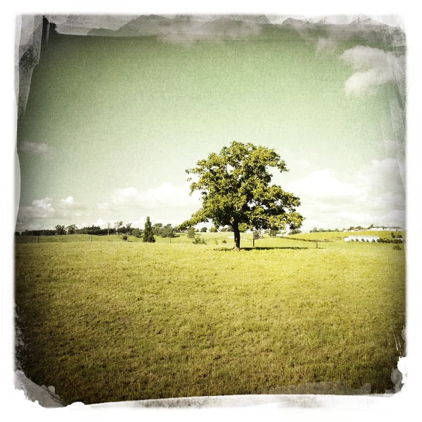 Tree in field — Stock Photo, Image