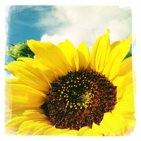 Sunflower — Stock Photo, Image