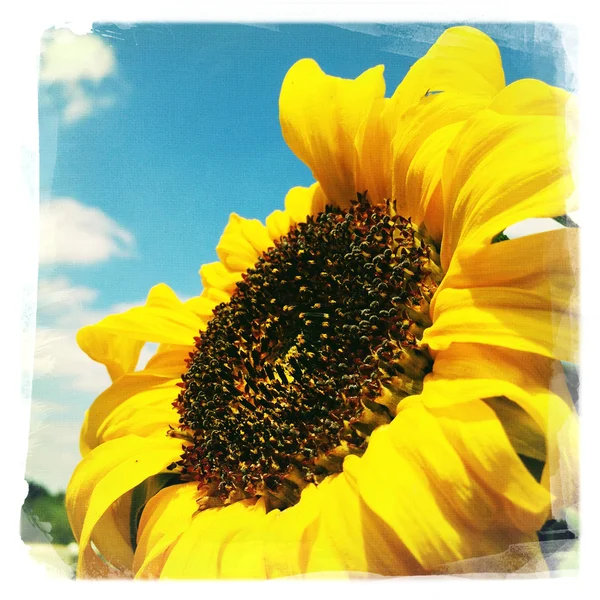 Girasol — Foto de Stock