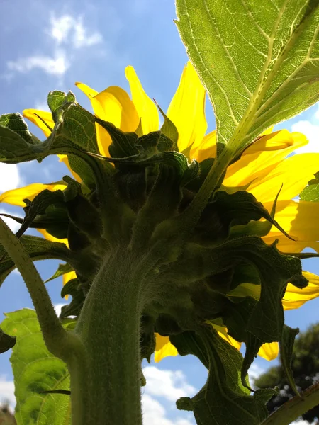 Sunflower — Stock Photo, Image