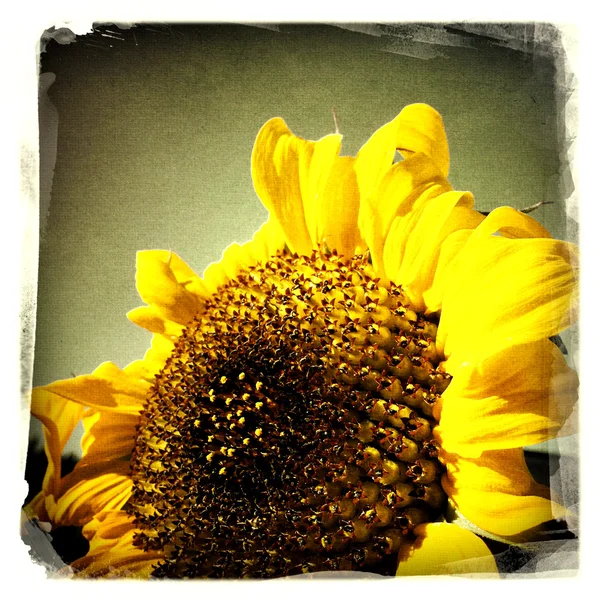 Girasole — Foto Stock