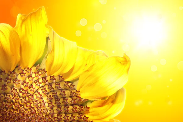 Sonnenblume — Stockfoto