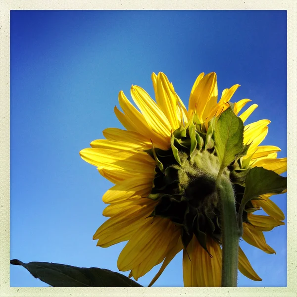 Girasol — Foto de Stock