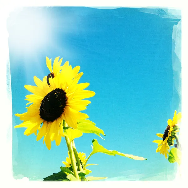 Sunflowers — Stock Photo, Image