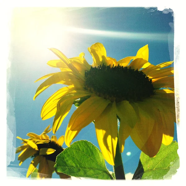 Sonnenblumen — Stockfoto