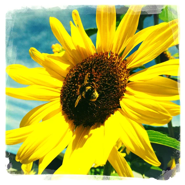 Abeja en flor — Foto de Stock