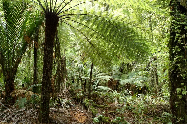 Tropical jungle — Stock Photo, Image