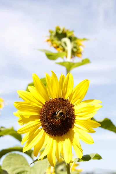 Bi på blomma — Stockfoto