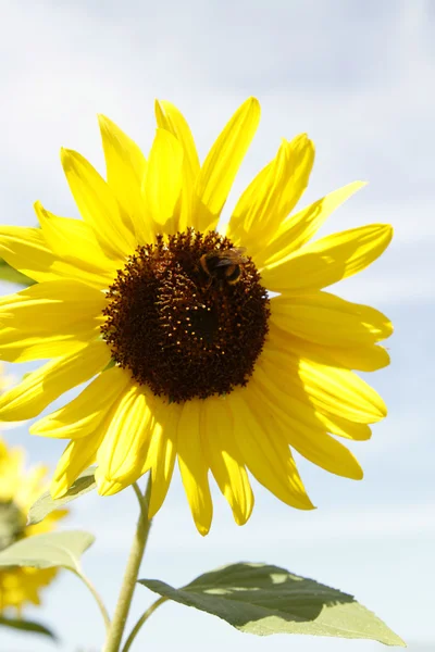 Bee on flower — Stock Photo, Image