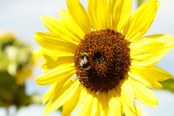 Bee on flower — Stock Photo, Image