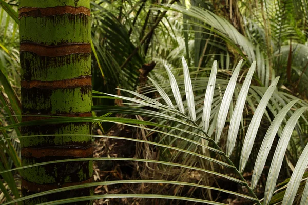 Тропические джунгли — стоковое фото