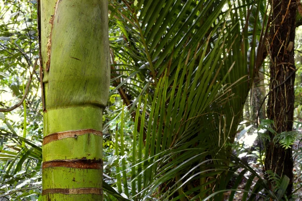 Hutan tropis — Stok Foto