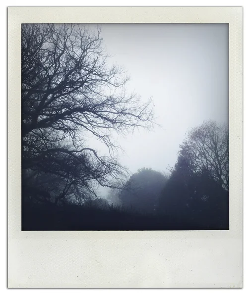 Trees in fog — Stock Photo, Image