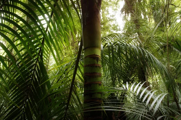 Tropiska skogar — Stockfoto