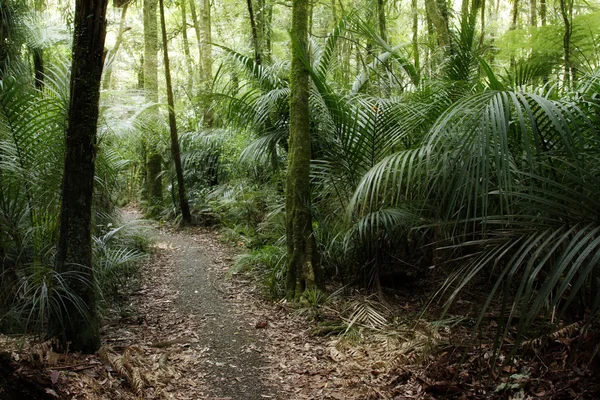 Floresta tropical — Fotografia de Stock