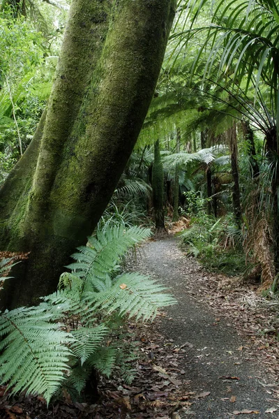 Bosque tropical — Foto de Stock