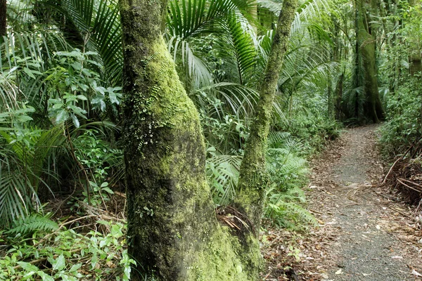 Forêt tropicale — Photo