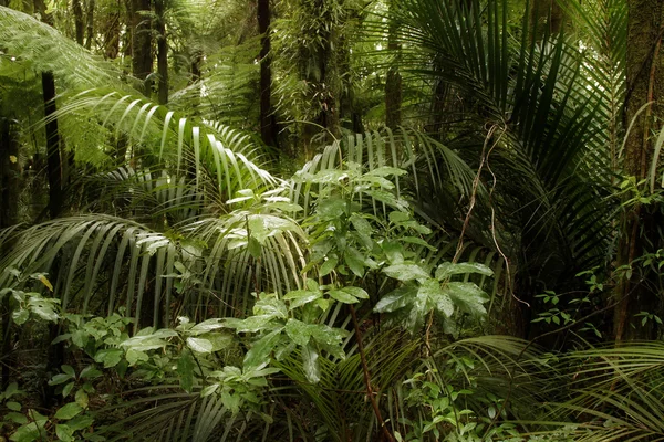 Jungle — Stockfoto