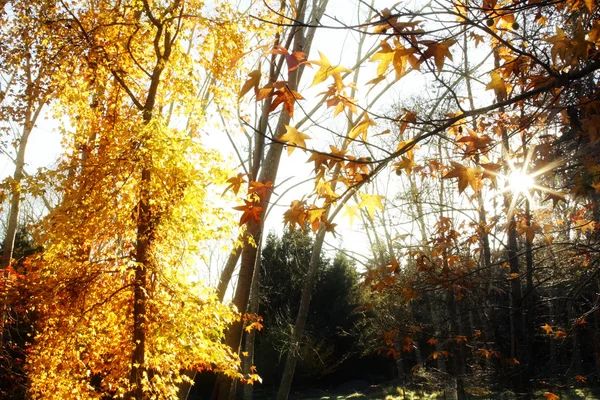 Skogen solljus — Stockfoto